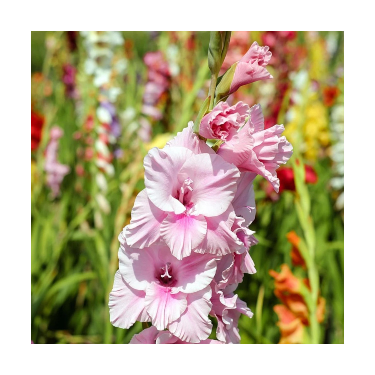 Glaïeul à grandes fleurs Cimarosa Glaïeul à grandes fleurs Cimarosa