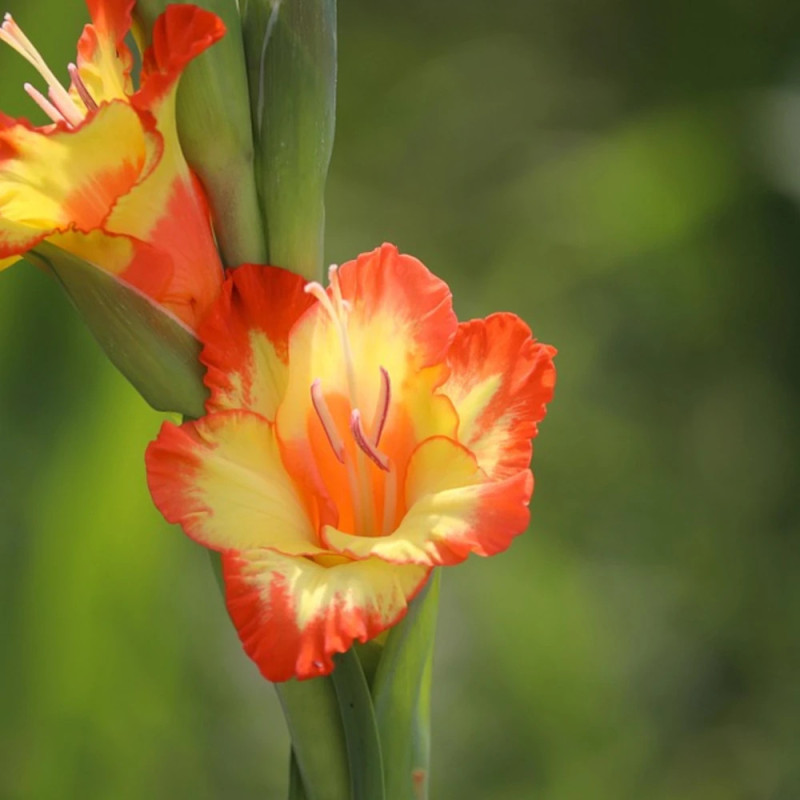 Glaïeul à grandes fleurs Conca d'oro