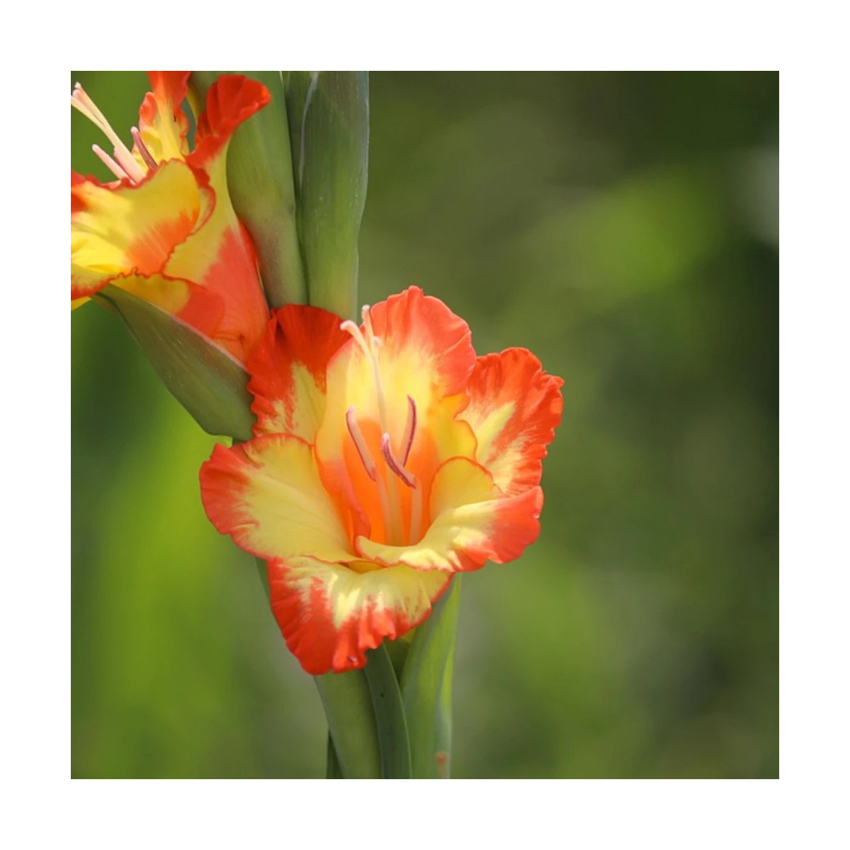 Glaïeul à grandes fleurs Conca d'oro