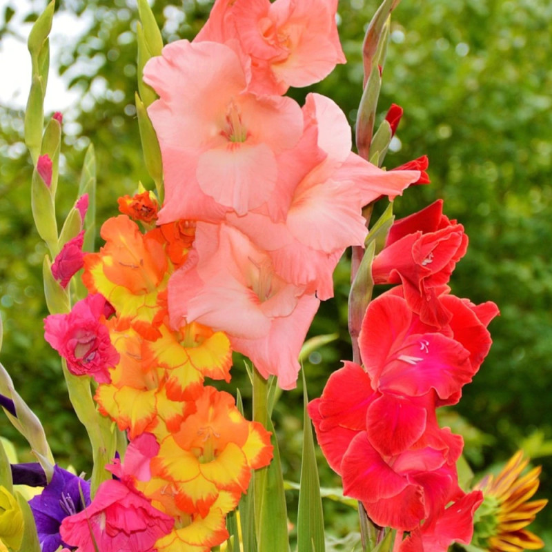 Glaïeul à grandes fleurs Mélange