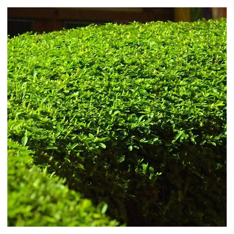 Houx crénelé Dark Green®, Ilex crenata