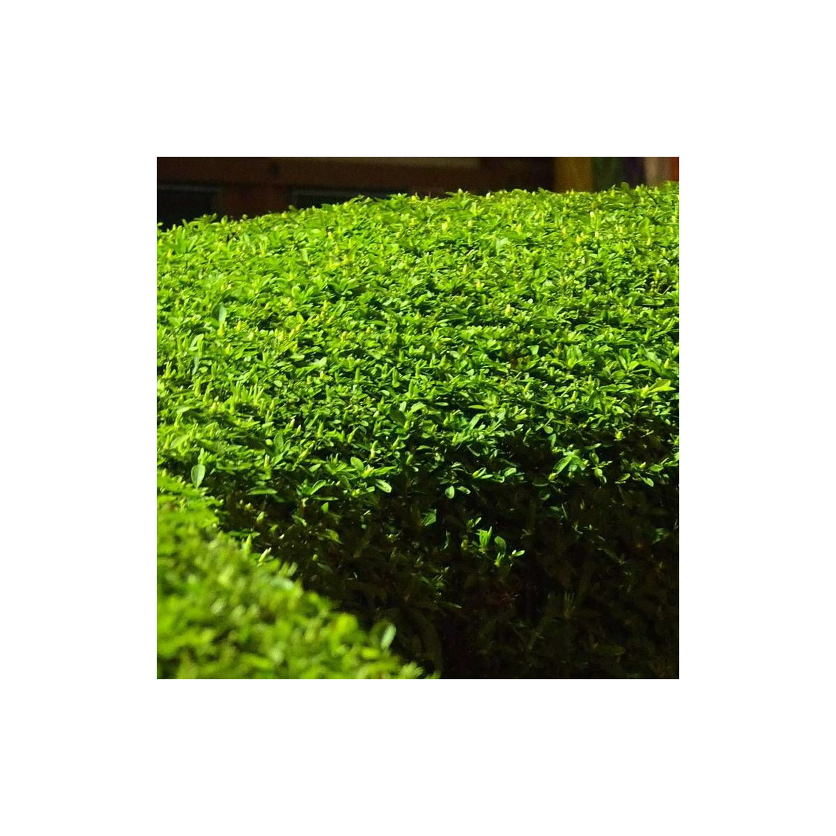 Houx crénelé Dark Green®, Ilex crenata