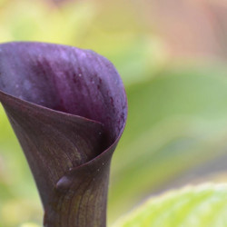 Bulbe d'Arum Forêt noire