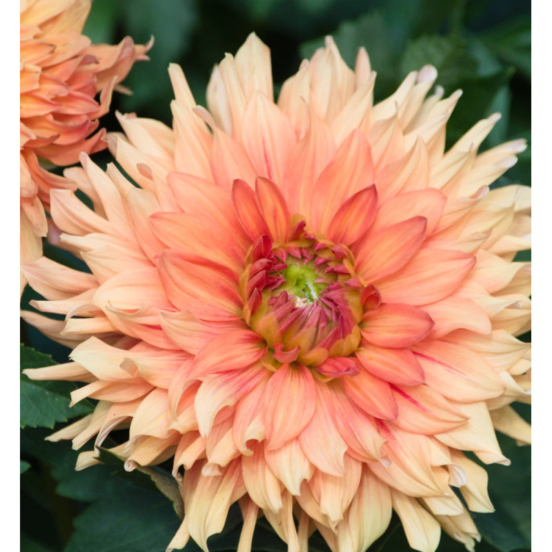 Bulbe de Dahlia décoratif Château d'Urville