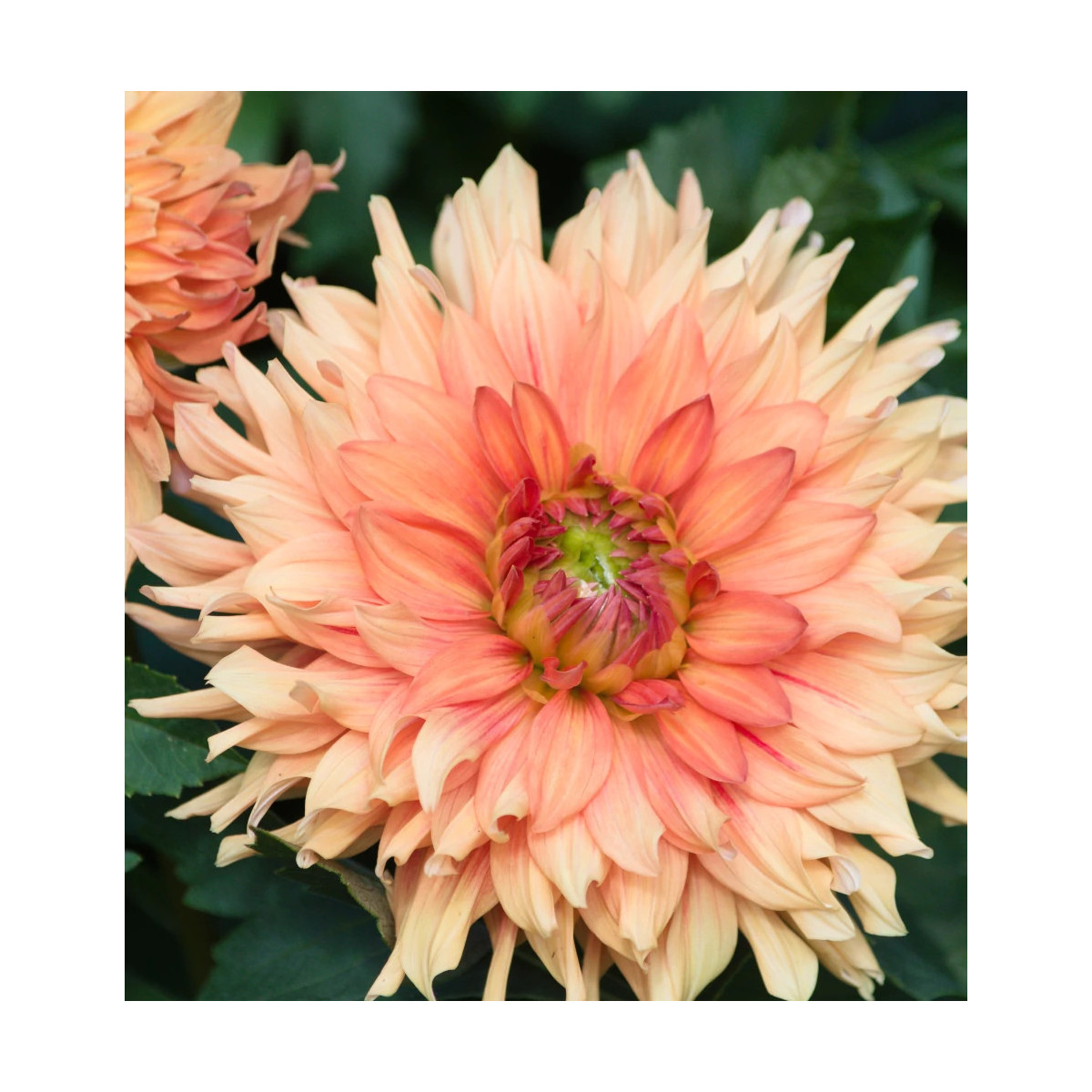 Bulbe de Dahlia décoratif Château d'Urville Bulbe de Dahlia décoratif Château d'Urville