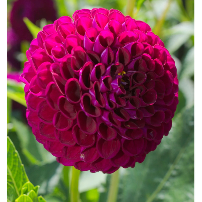 Bulbe de Dahlia pompon Othello