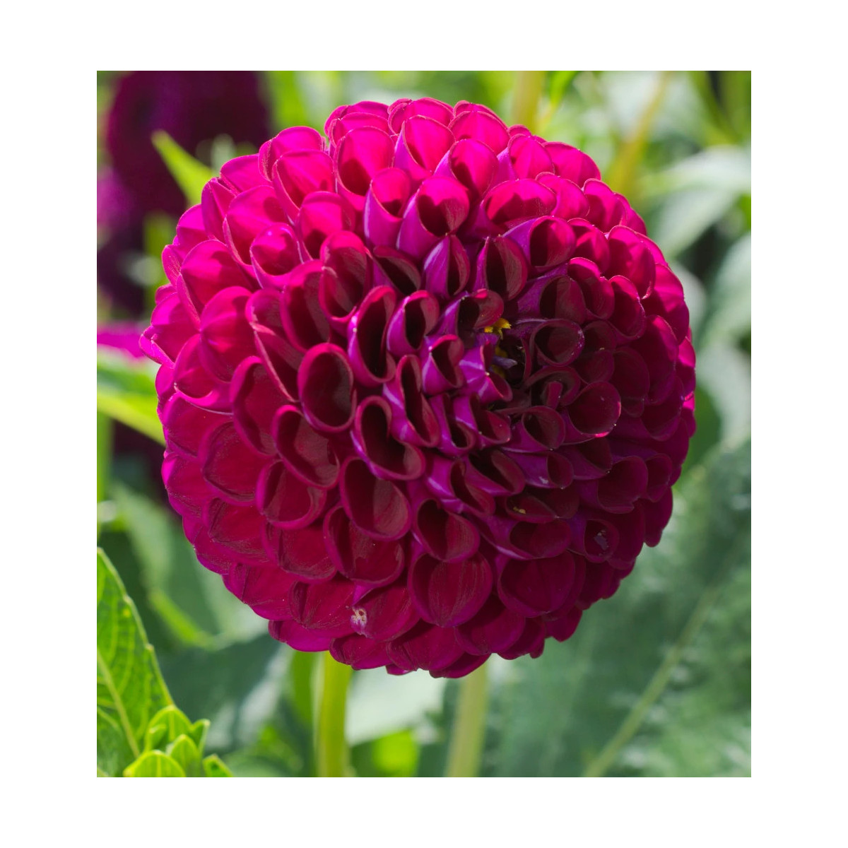 Bulbe de Dahlia pompon Othello