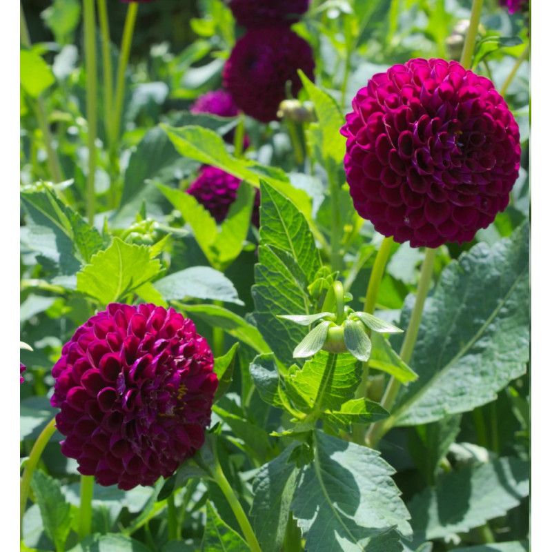 Bulbe de Dahlia pompon Othello