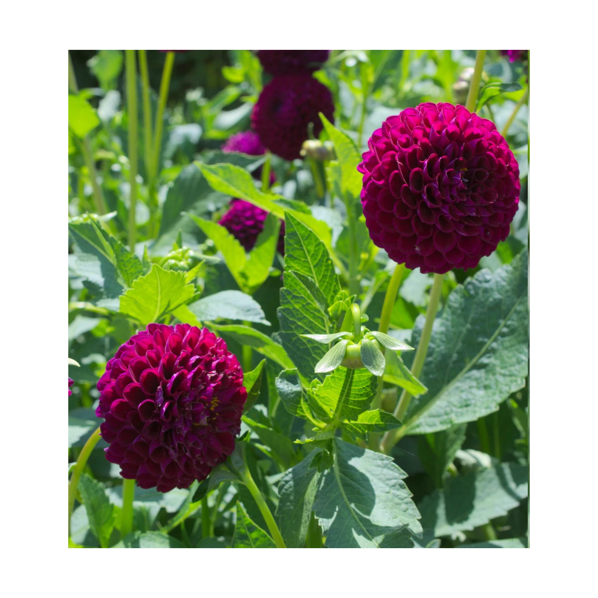 Bulbe de Dahlia pompon Othello