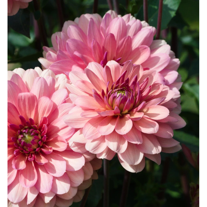 Bulbe de Dahlia décoratif Château de la Bourdaisiere