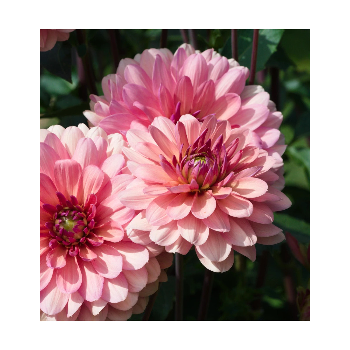 Bulbe de Dahlia décoratif Château de la Bourdaisiere