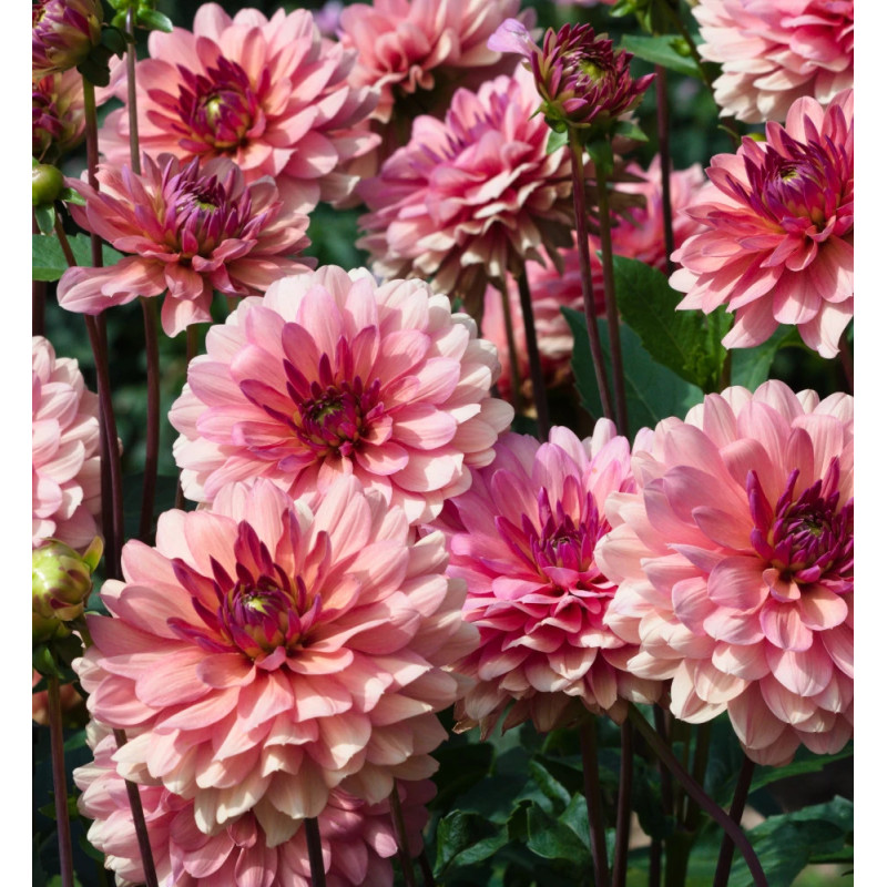 Bulbe de Dahlia décoratif Château de la Bourdaisiere
