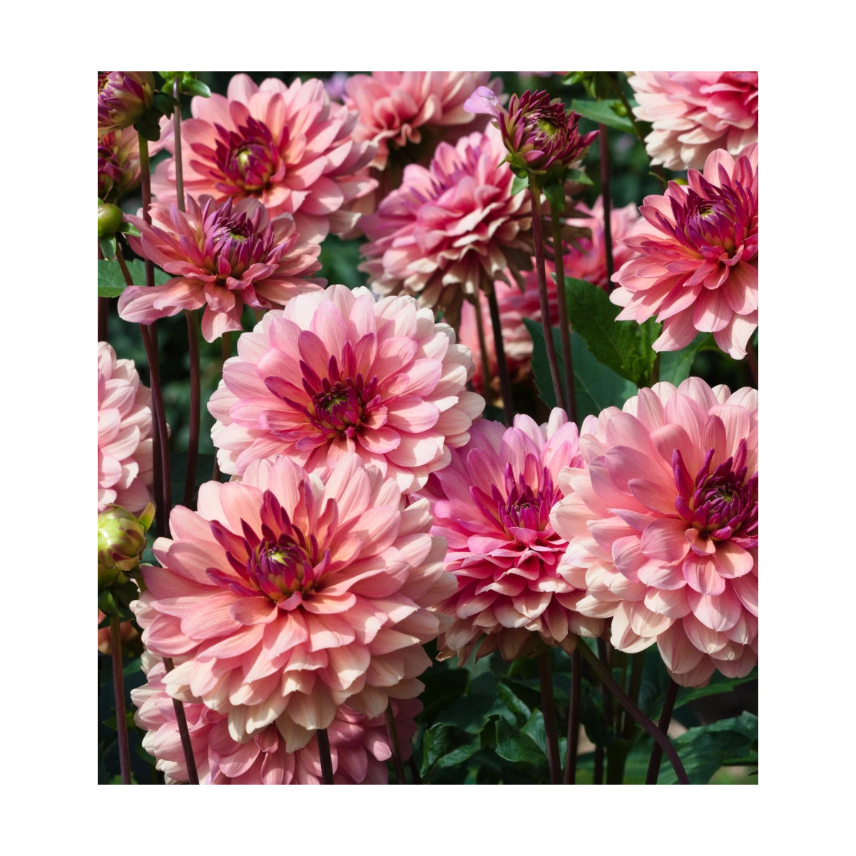 Bulbe de Dahlia décoratif Château de la Bourdaisiere