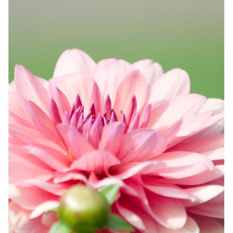 Bulbe de Dahlia décoratif Château de la Bourdaisiere