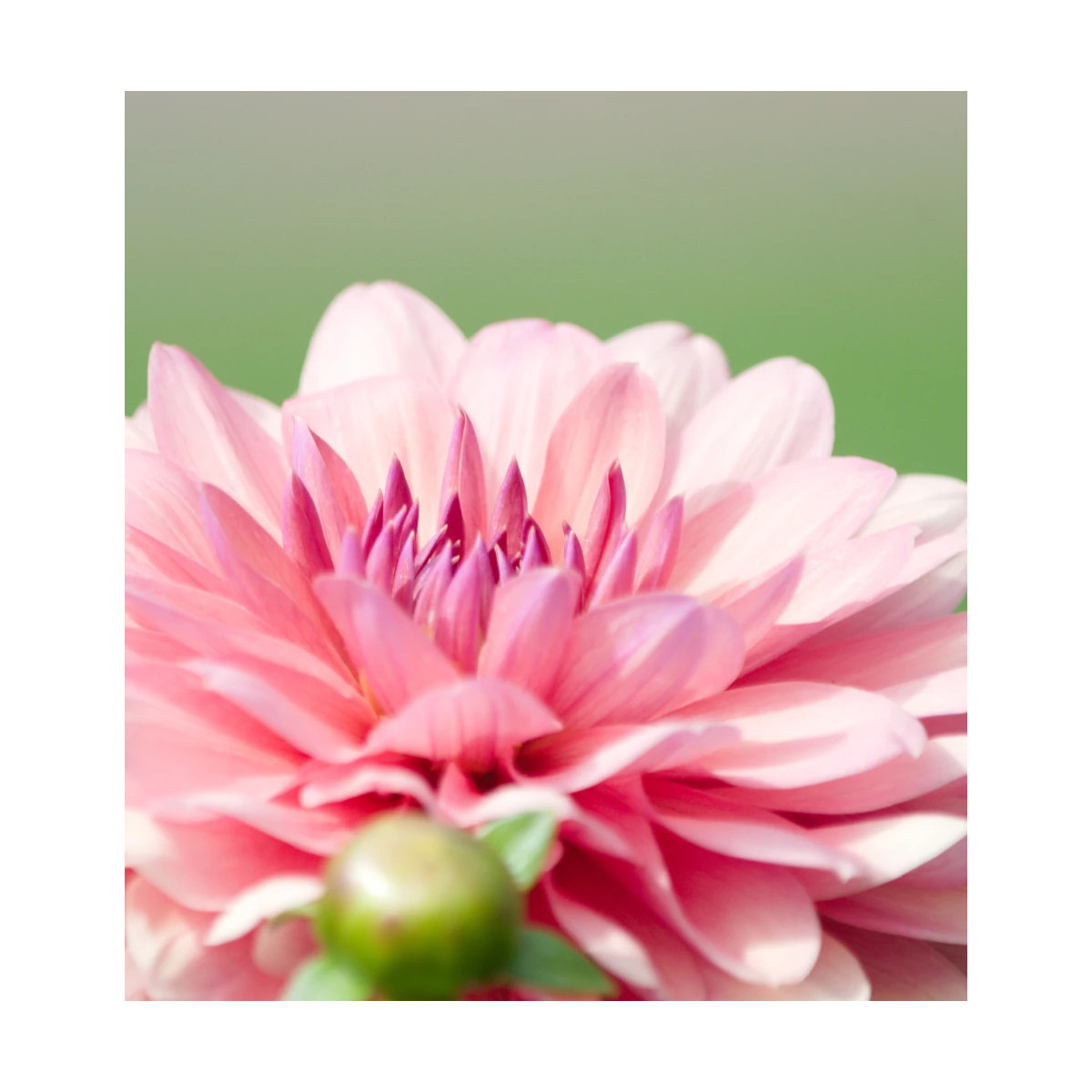 Bulbe de Dahlia décoratif Château de la Bourdaisiere