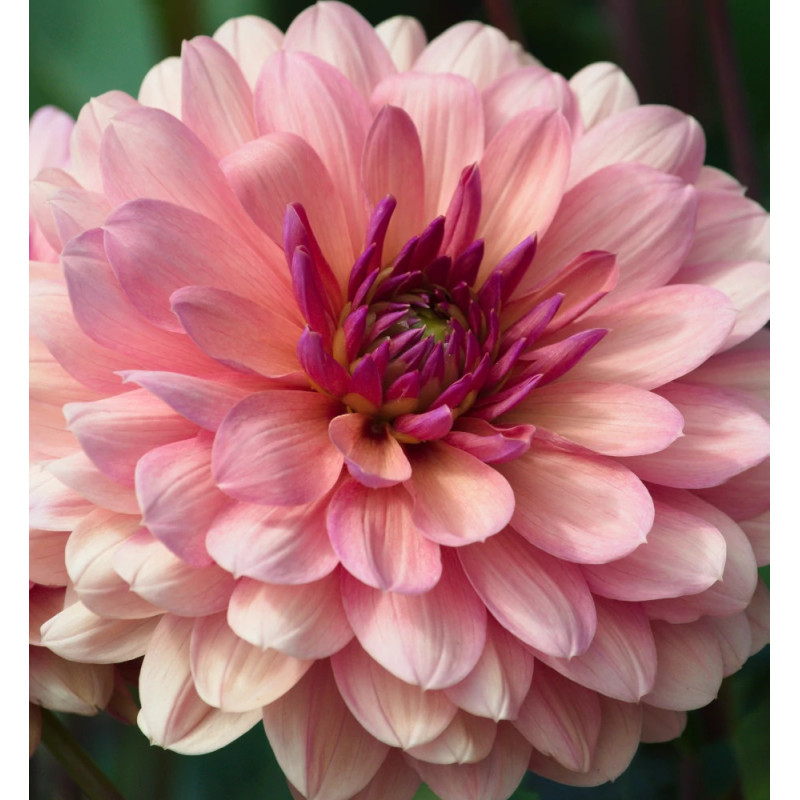 Bulbe de Dahlia décoratif Château de la Bourdaisiere
