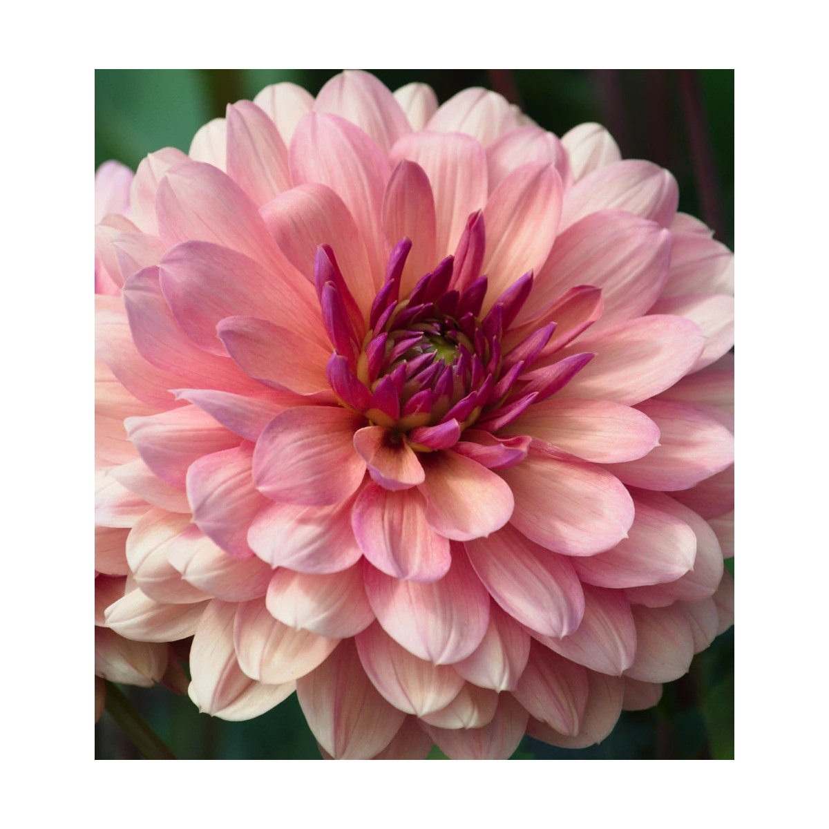 Bulbe de Dahlia décoratif Château de la Bourdaisiere