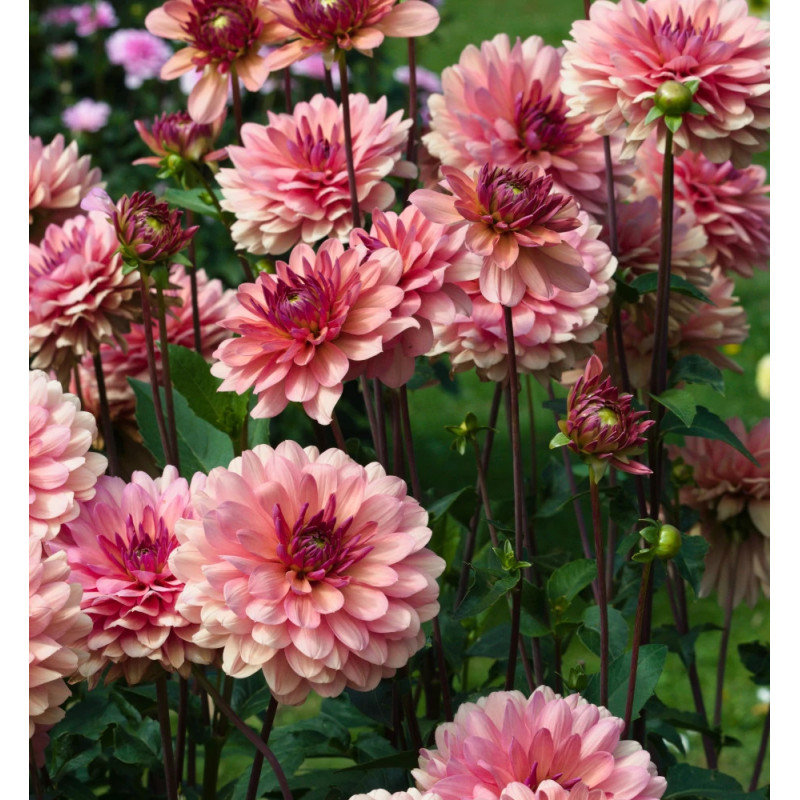 Bulbe de Dahlia décoratif Château de la Bourdaisiere
