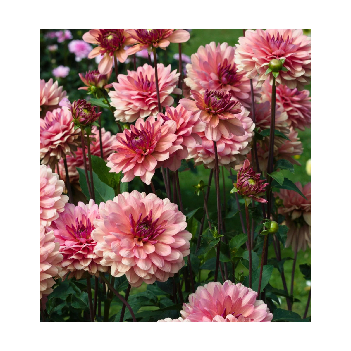 Bulbe de Dahlia décoratif Château de la Bourdaisiere