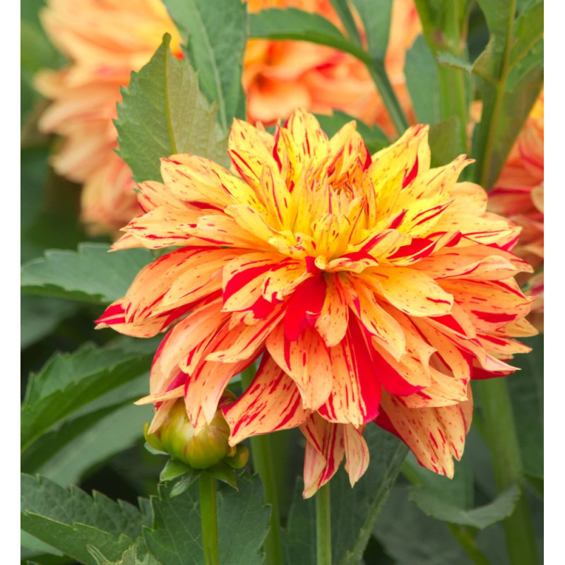 Bulbe de Dahlia décoratif nain Janeiro