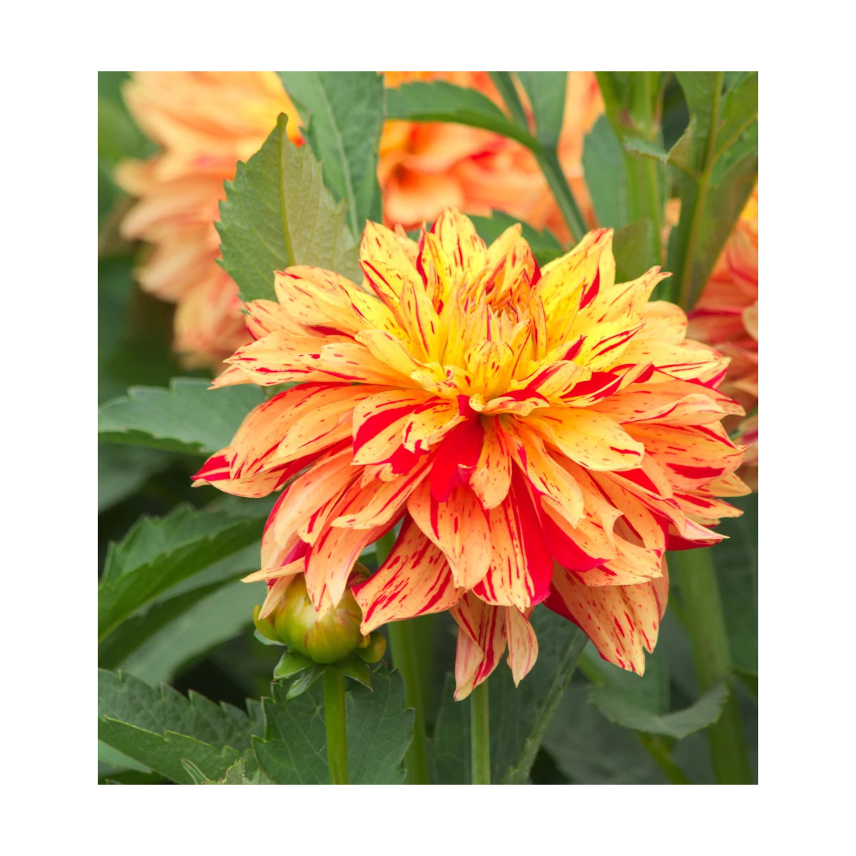 Bulbe de Dahlia décoratif nain Janeiro