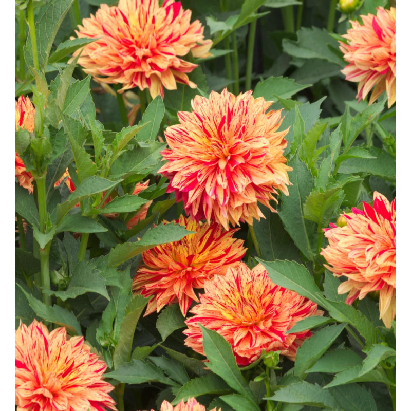 Bulbe de Dahlia décoratif nain Janeiro