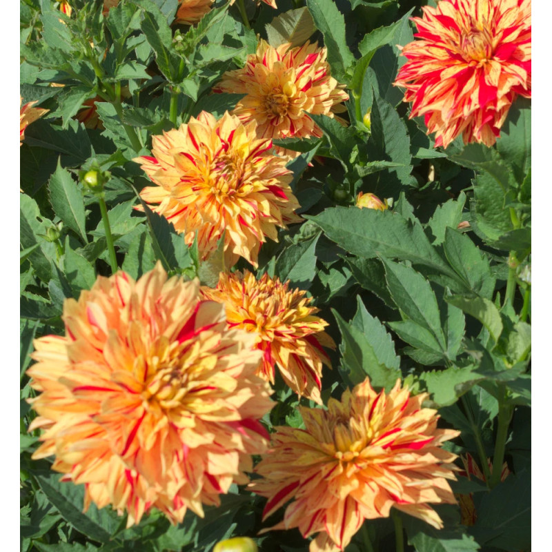 Bulbe de Dahlia décoratif nain Janeiro