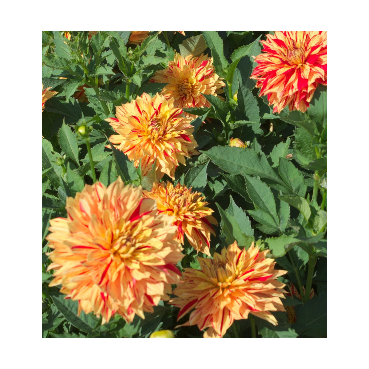 Bulbe de Dahlia décoratif nain Janeiro