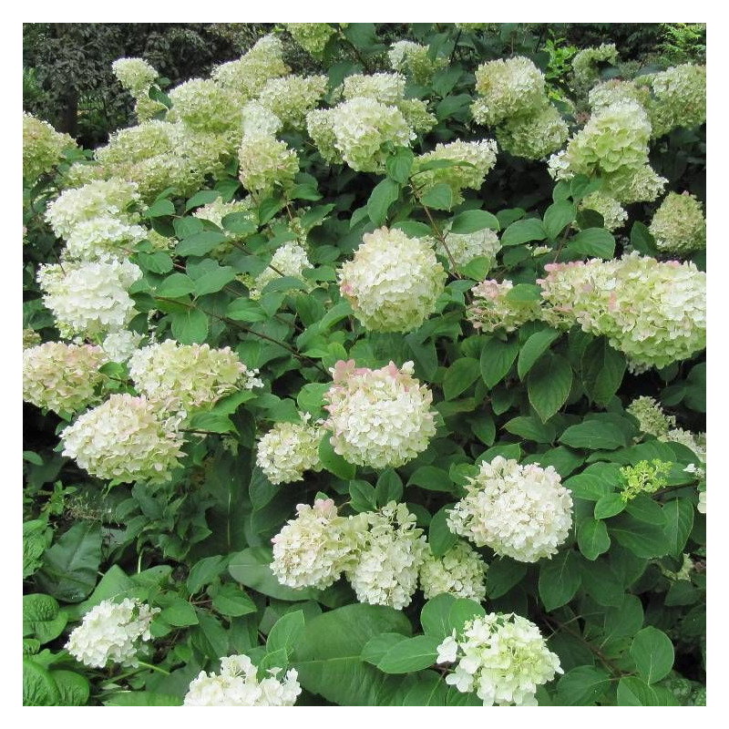 Hortensia paniculata Levana®, Hydrangea paniculata