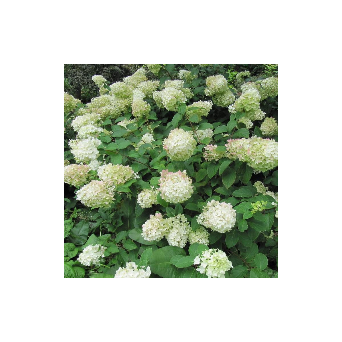Hortensia paniculata Levana®, Hydrangea paniculata