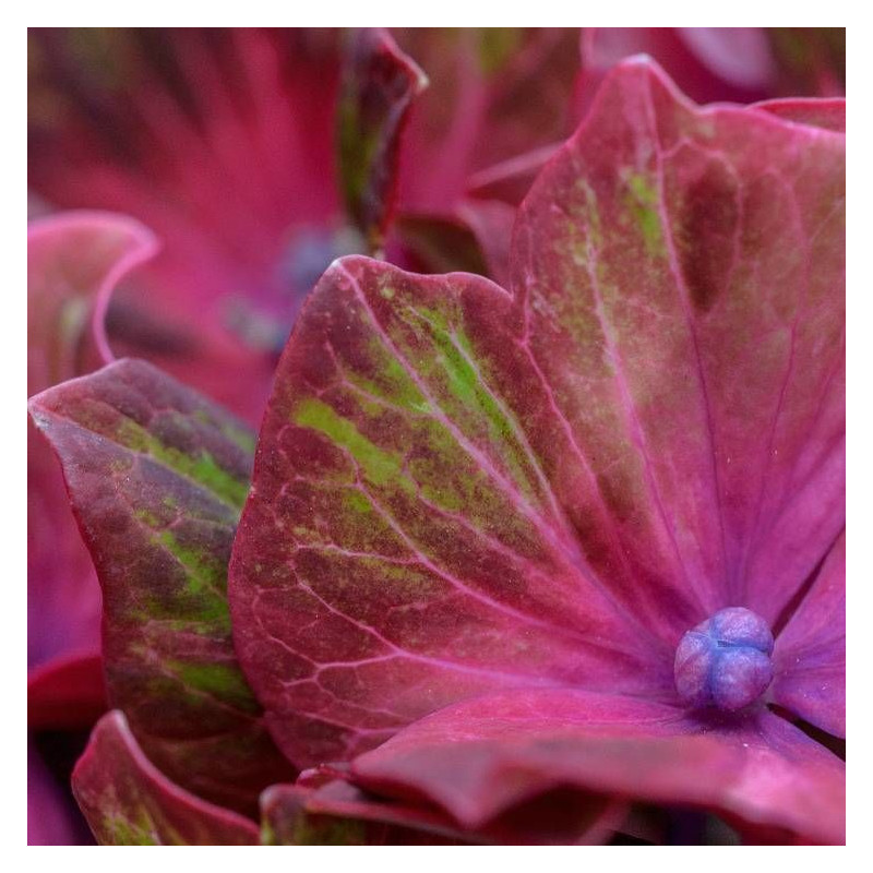 Hortensia Saxon® 'Schloss Wackerbarth', Hydrangea macrophylla