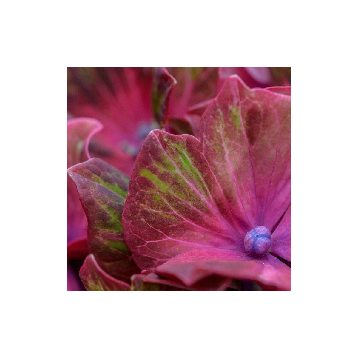 Hortensia SAXON® 'Schloss Wackerbarth', Hydrangea macrophylla