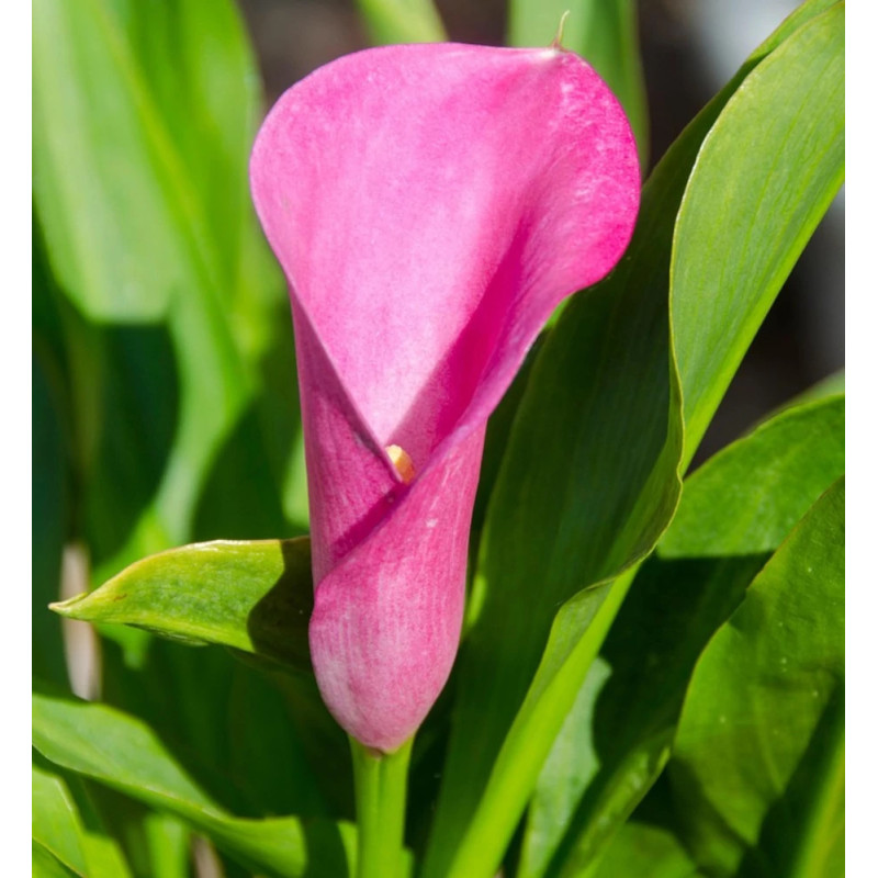 Bulbe d'Arum Pink Persuasion