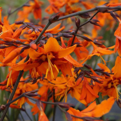 Bulbe de Crocosmia Emily Mckenzie