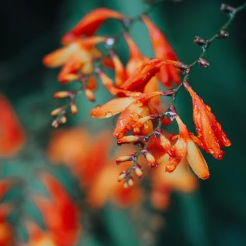 Bulbe de Crocosmia en mélange