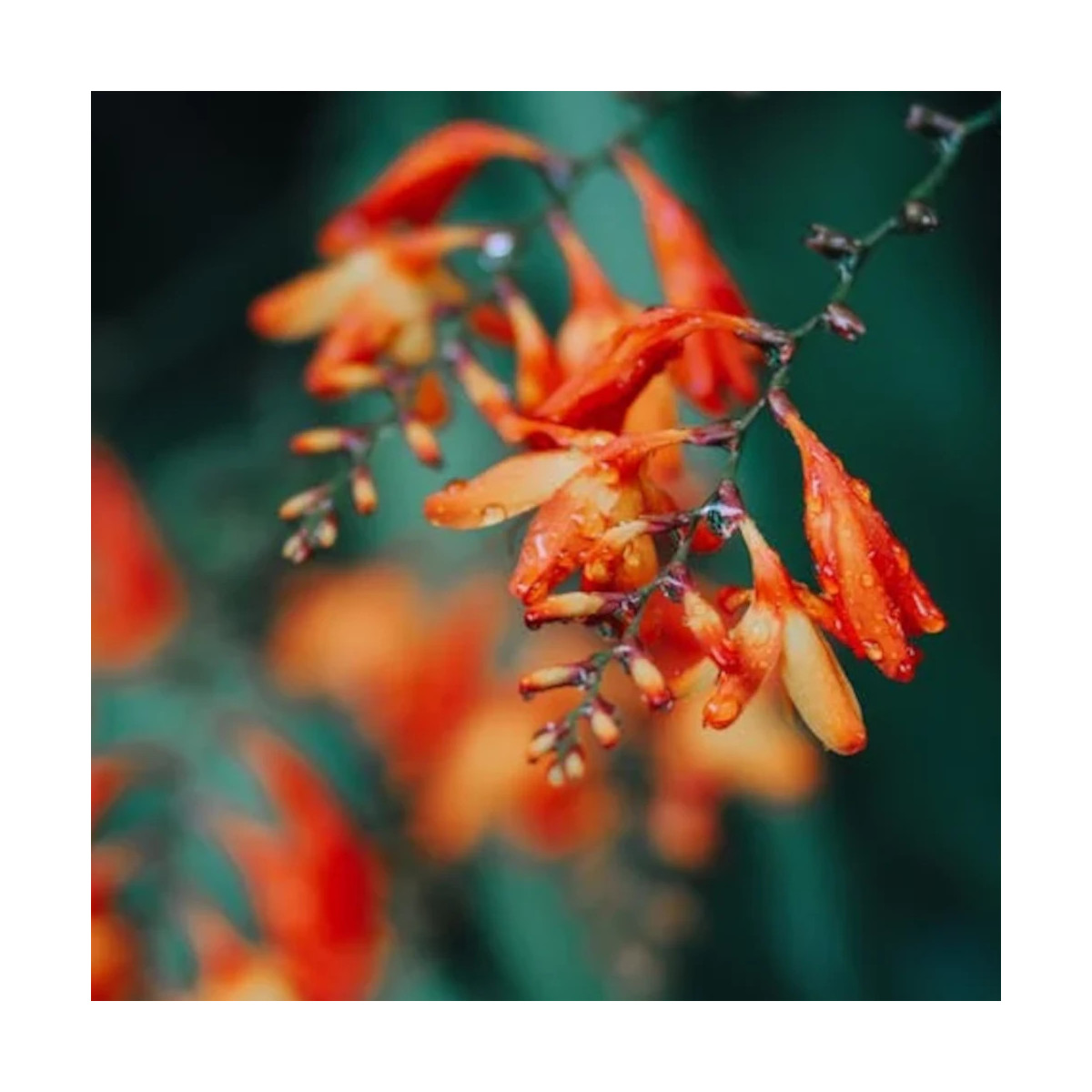 Bulbe de Crocosmia en mélange Bulbe de Crocosmia en mélange
