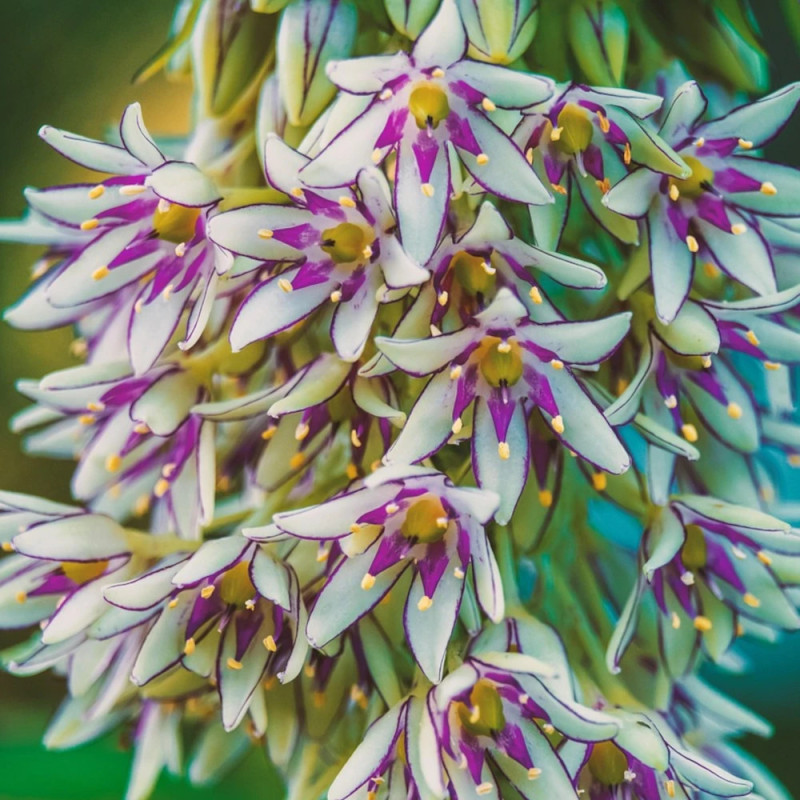 Bulbe de Fleur ananas, Eucomis bicolor