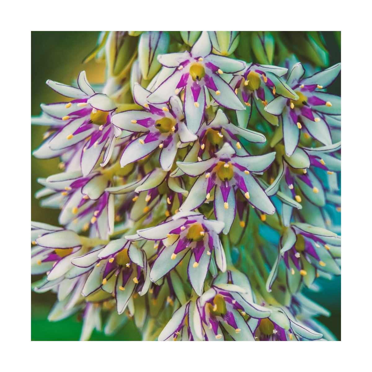 Bulbe de Fleur ananas, Eucomis bicolor