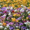 Bulbe de Freesia Double en mélange