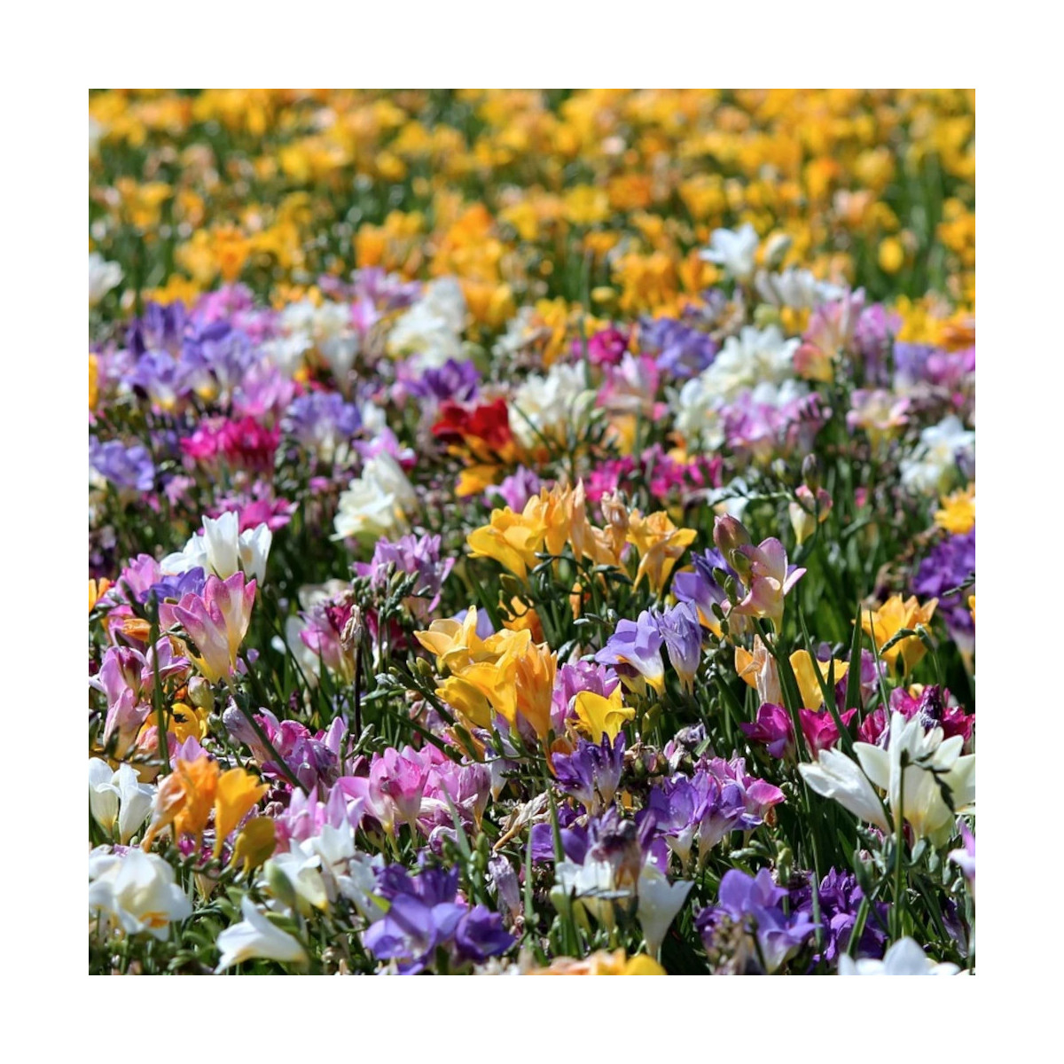 Bulbe de Freesia Double en mélange