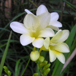Bulbe de Freesia Simple Blanc