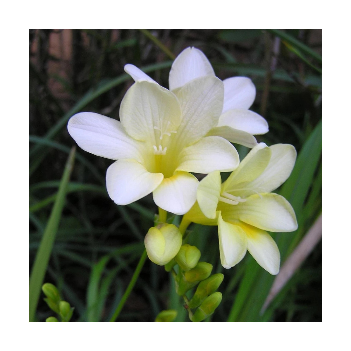 Bulbe de Freesia Simple Blanc