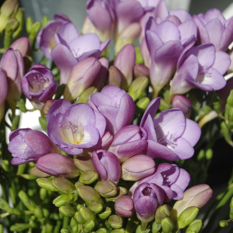 Bulbe de Freesia Simple Bleu