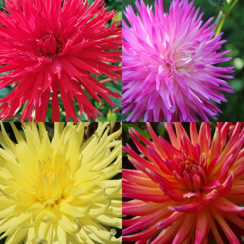 Bulbe de Dahlia dentelle en mélange