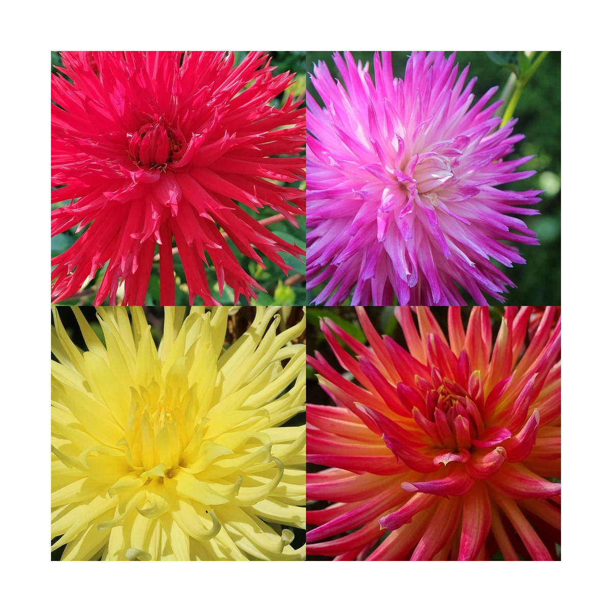 Bulbe de Dahlia dentelle en mélange