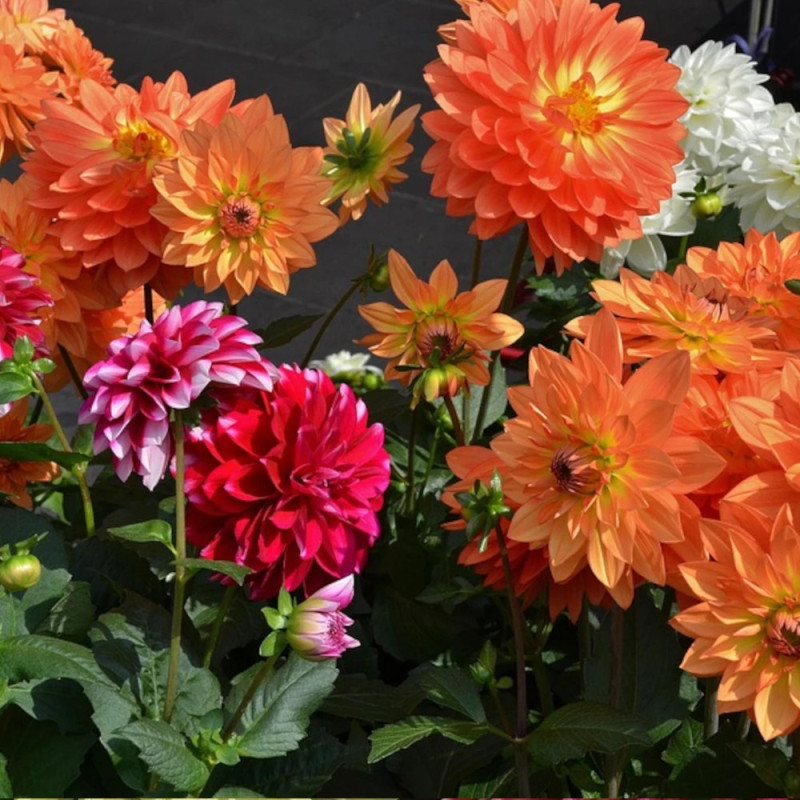 Bulbe de Dahlia décoratif en mélange