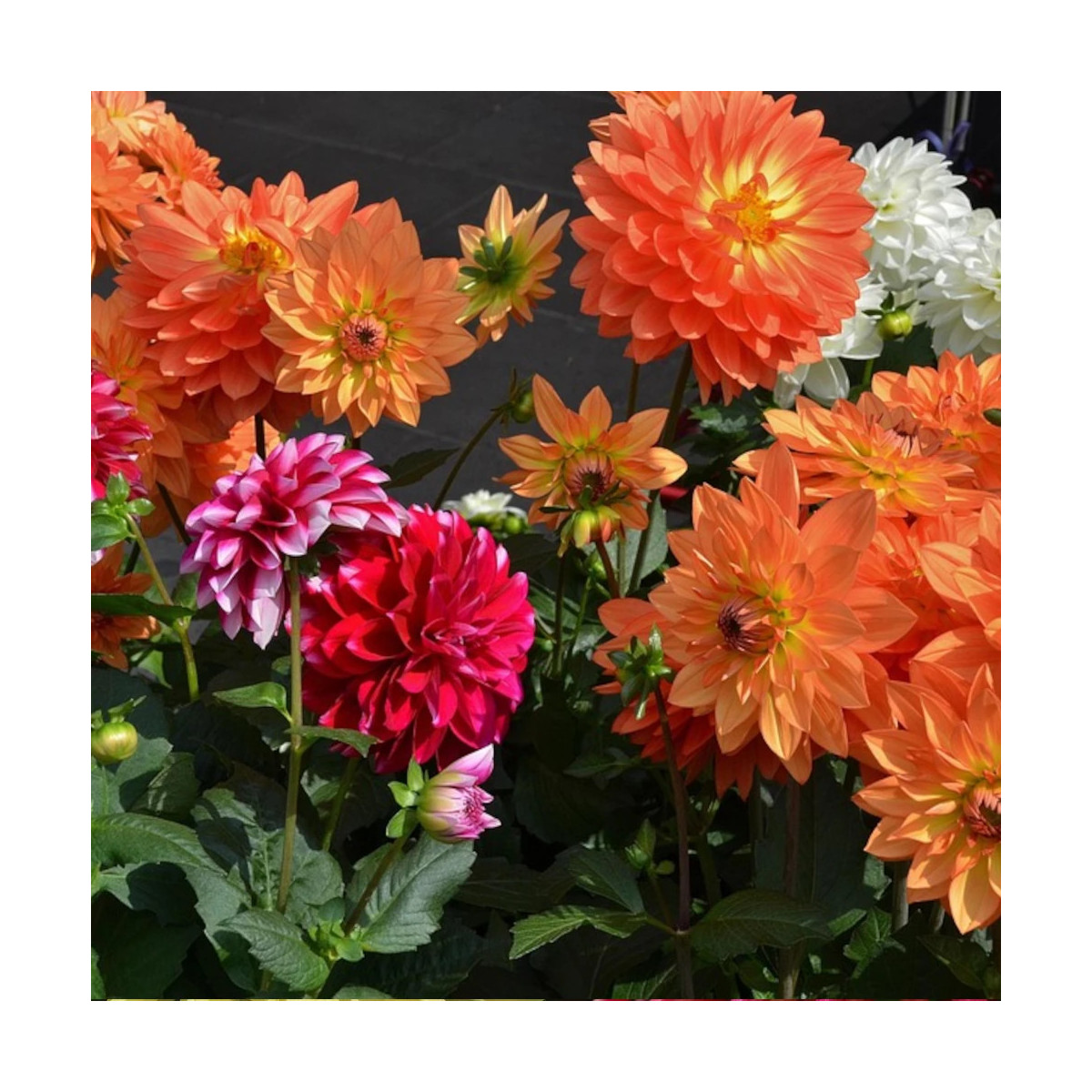 Bulbe de Dahlia décoratif en mélange Bulbe de Dahlia décoratif en mélange