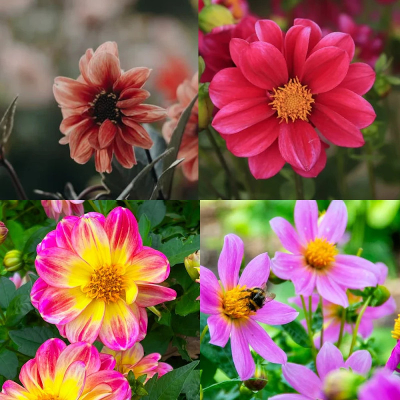 Bulbe de Dahlia nain simple en mélange