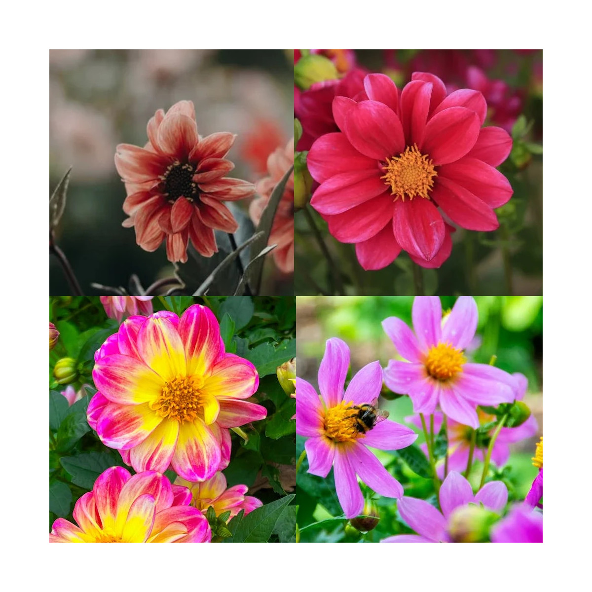 Bulbe de Dahlia nain simple en mélange