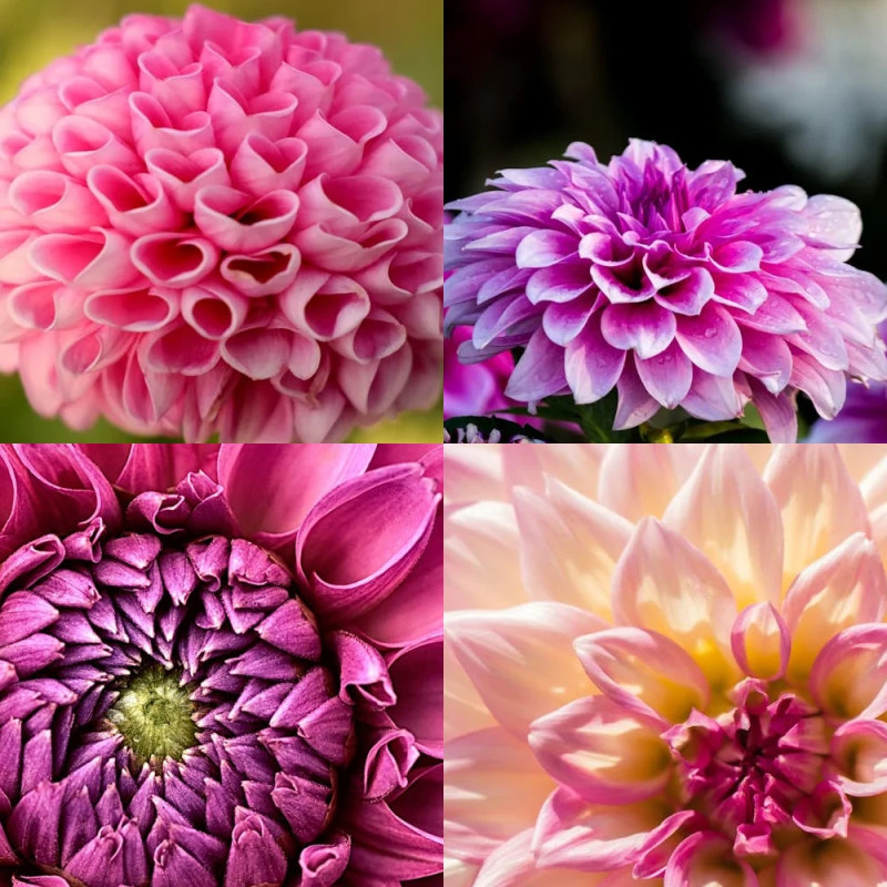 Bulbe de Dahlia en mélange de tons roses et violets